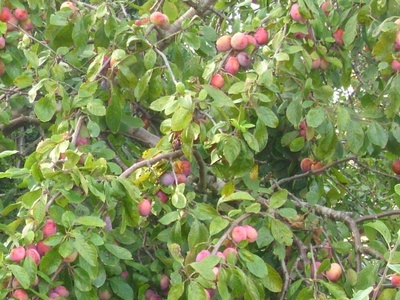 Plums
