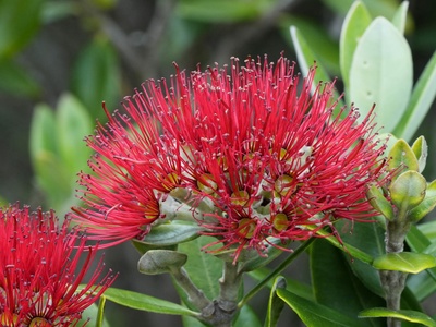 Pohutukawa