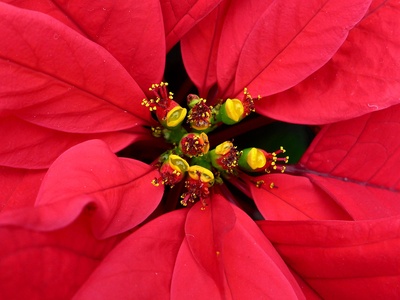 Poinsettia