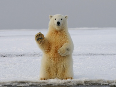 Polar bear