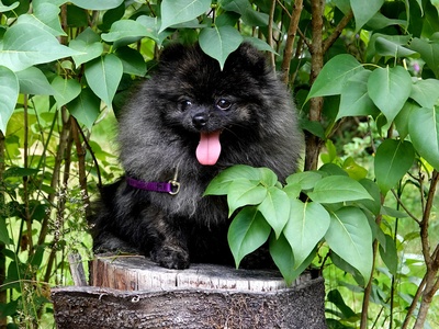 Pomeranian