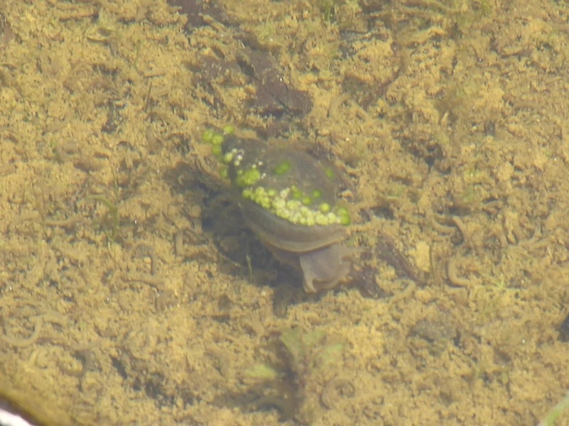 The Complete List of Freshwater Invertebrates - Flora Fauna Fun