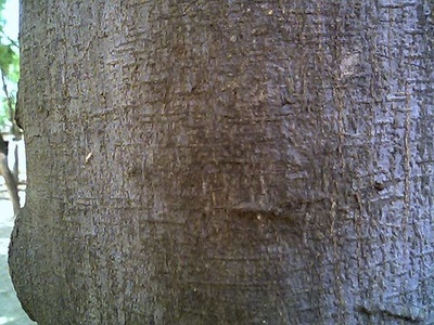 Pongam (Indian beech)