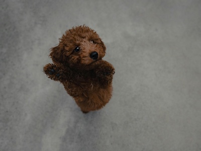 Poodle (Standard/Miniature/Toy)