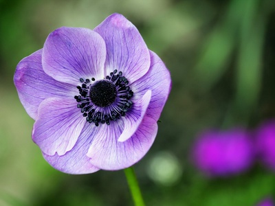 Poppy anemone