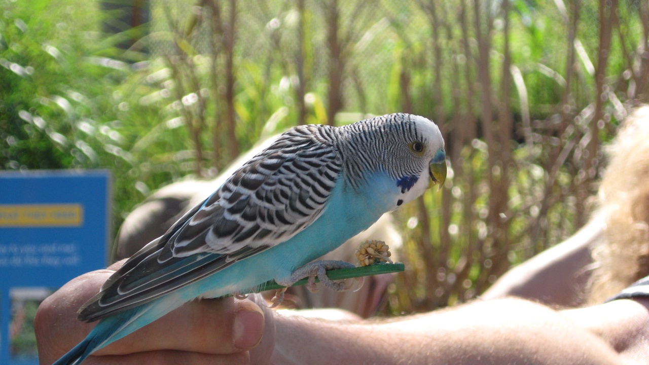 Small to medium companion parrots: budgerigar, cockatiel, and sun conure interacting with people