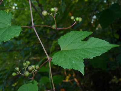 Porcelainberry