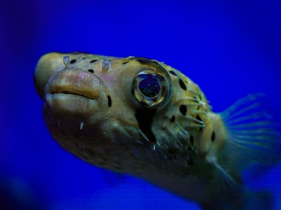 Porcupinefish
