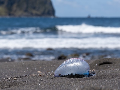 Portuguese man o' war