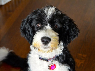 Portuguese Water Dog