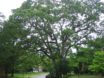 Post oak