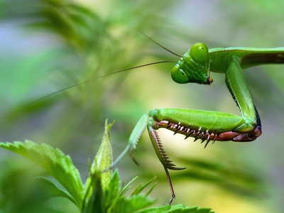 Praying Mantis