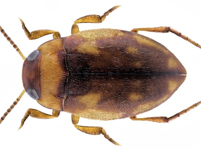 Predaceous Diving Beetle