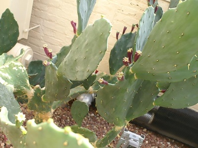 Prickly-pear coastal (sour fig)