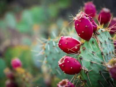 Prickly pear