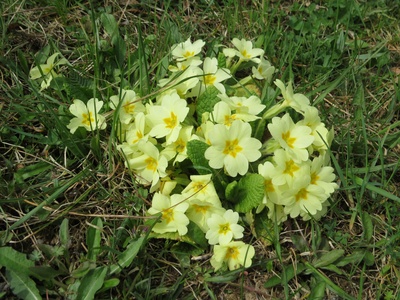 Primrose (Primula)