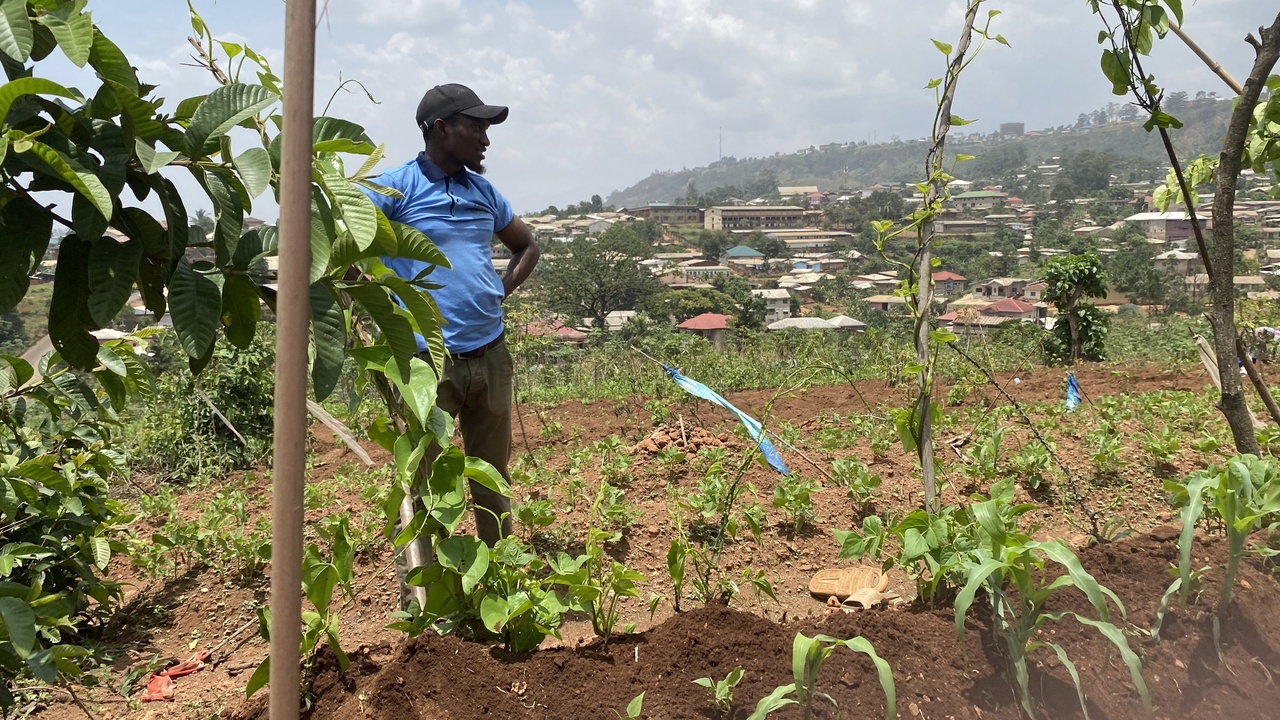 Intercropped beds with tomatoes, basil and lettuces showing productive spacing