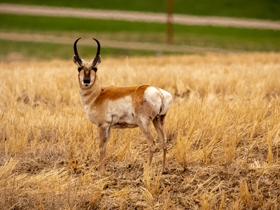Pronghorn