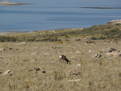 Pronghorn