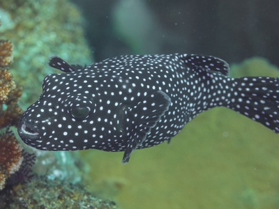 Pufferfish (guineafowl puffer)