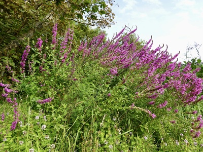 Purple loosestrife