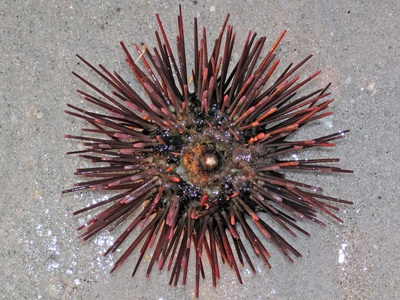 Purple sea urchin