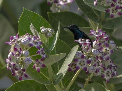 Purple Sunbird