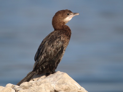 Pygmy cormorant