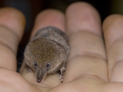 Pygmy Shrew