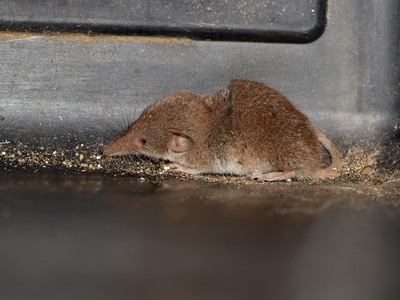 Pygmy shrew (rejsek nejmenší)