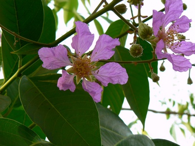 Queen's crape-myrtle