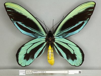 Queen Alexandra's birdwing
