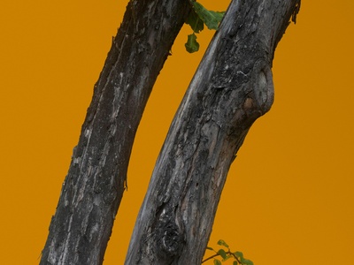 Queñua (Polylepis tarapacana)