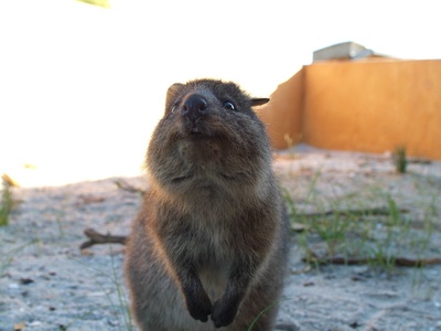 Quokka