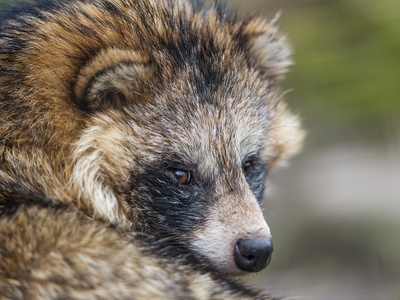 Raccoon Dog