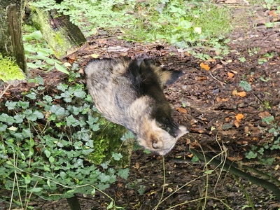 Raccoon dog (mývalovitý pes)