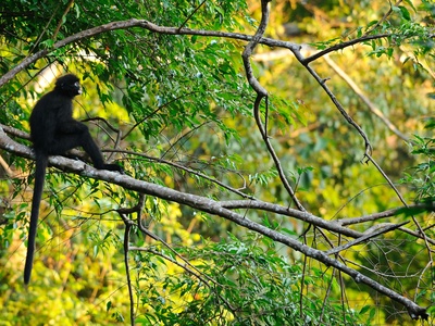 Raffles' Banded Langur