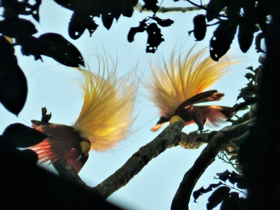 Raggiana bird-of-paradise