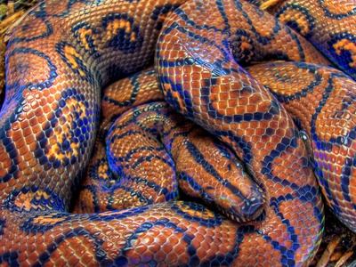Rainbow boa