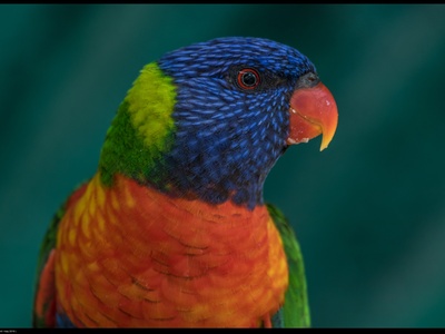Rainbow Lorikeet