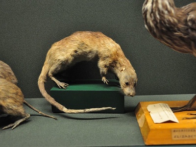 Rakali (Australian water rat)