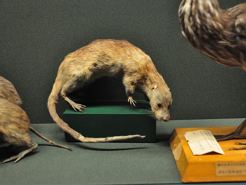 Water Rats Melbourne List of Wetland Mammals - Flora Fauna Fun
