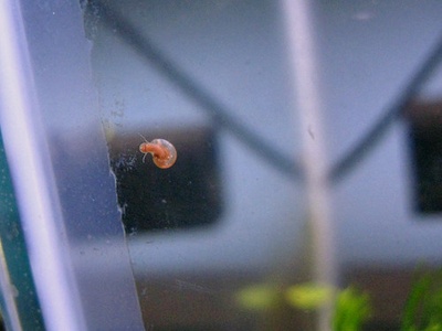 Ramshorn Snail