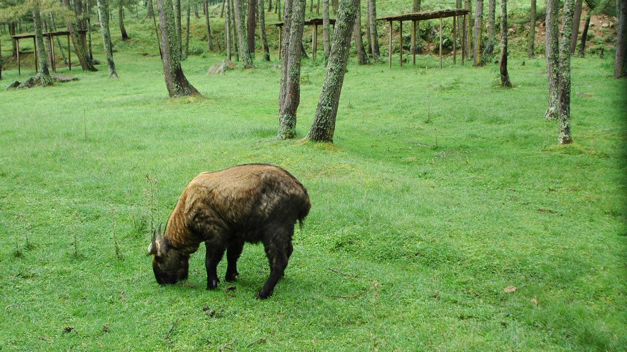 A muscular takin standing on a forested alpine slope with misty hills behind