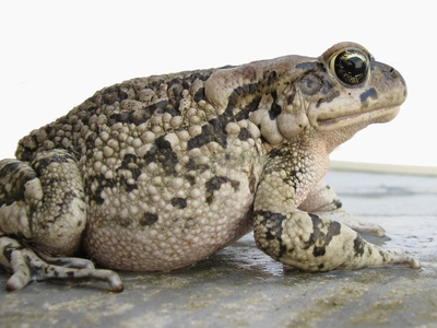 Raucous Toad
