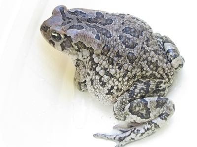 Raucous Toad
