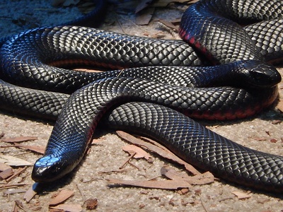 Red-bellied Black Snake