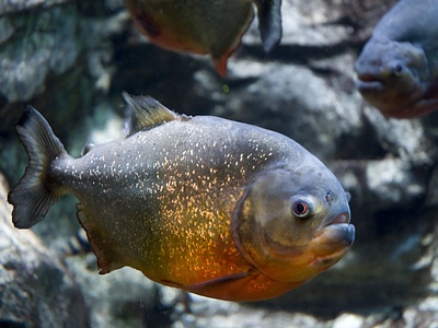 Red-bellied piranha
