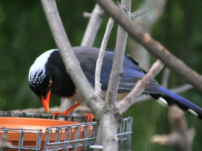 Red-billed blue magpie