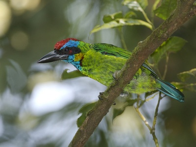 Red-crowned Barbet